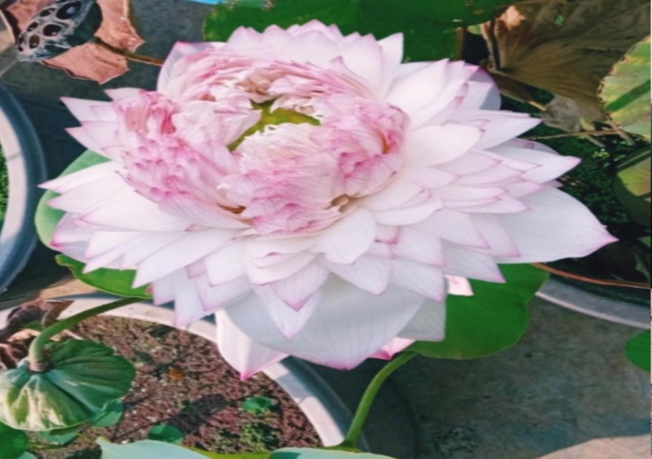 Raelyn'S Homestay Kochi Buitenkant foto