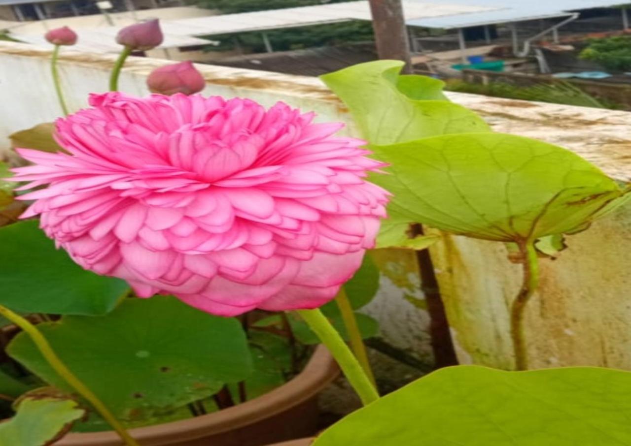 Raelyn'S Homestay Kochi Buitenkant foto